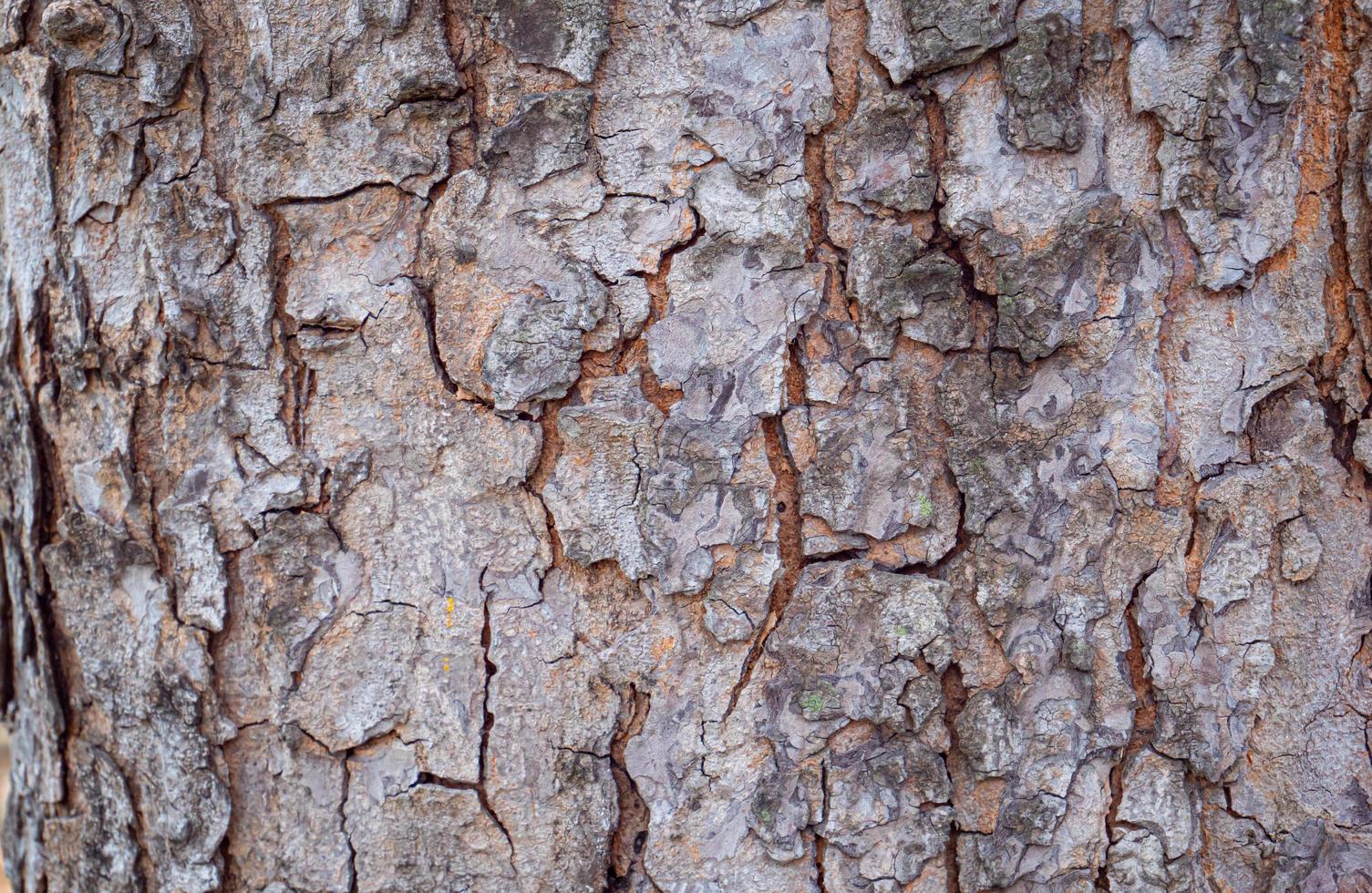 Bark from a large tree trunk. Woodgrain pattern For use in making wallpaper or background photo