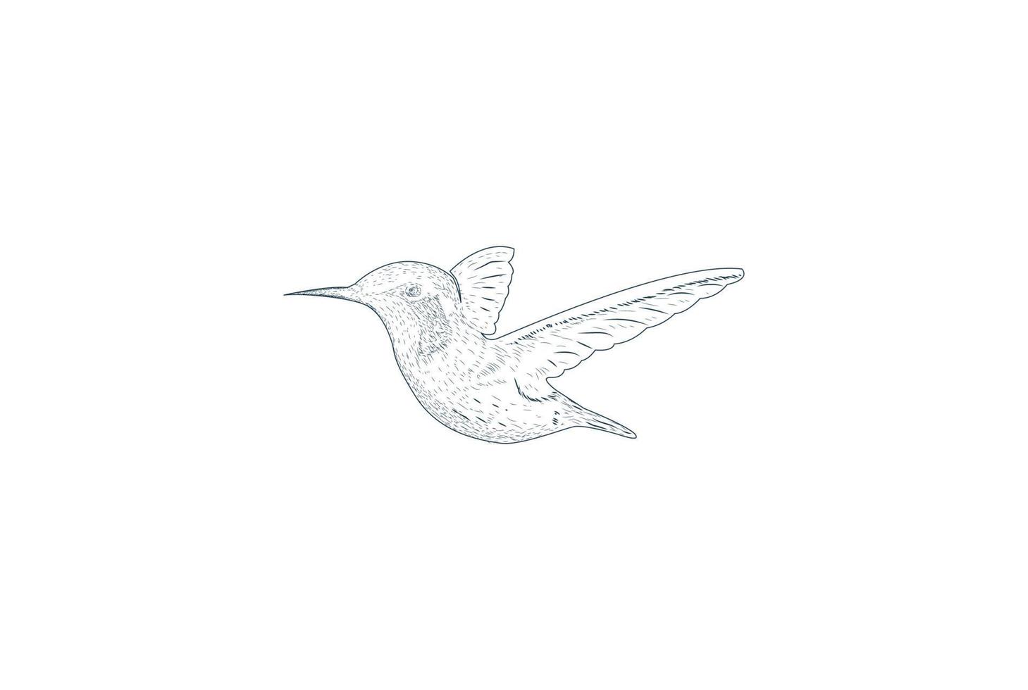 Vintage Retro Hand Drawn Hummingbird or Colibri Bird Logo Design Vector