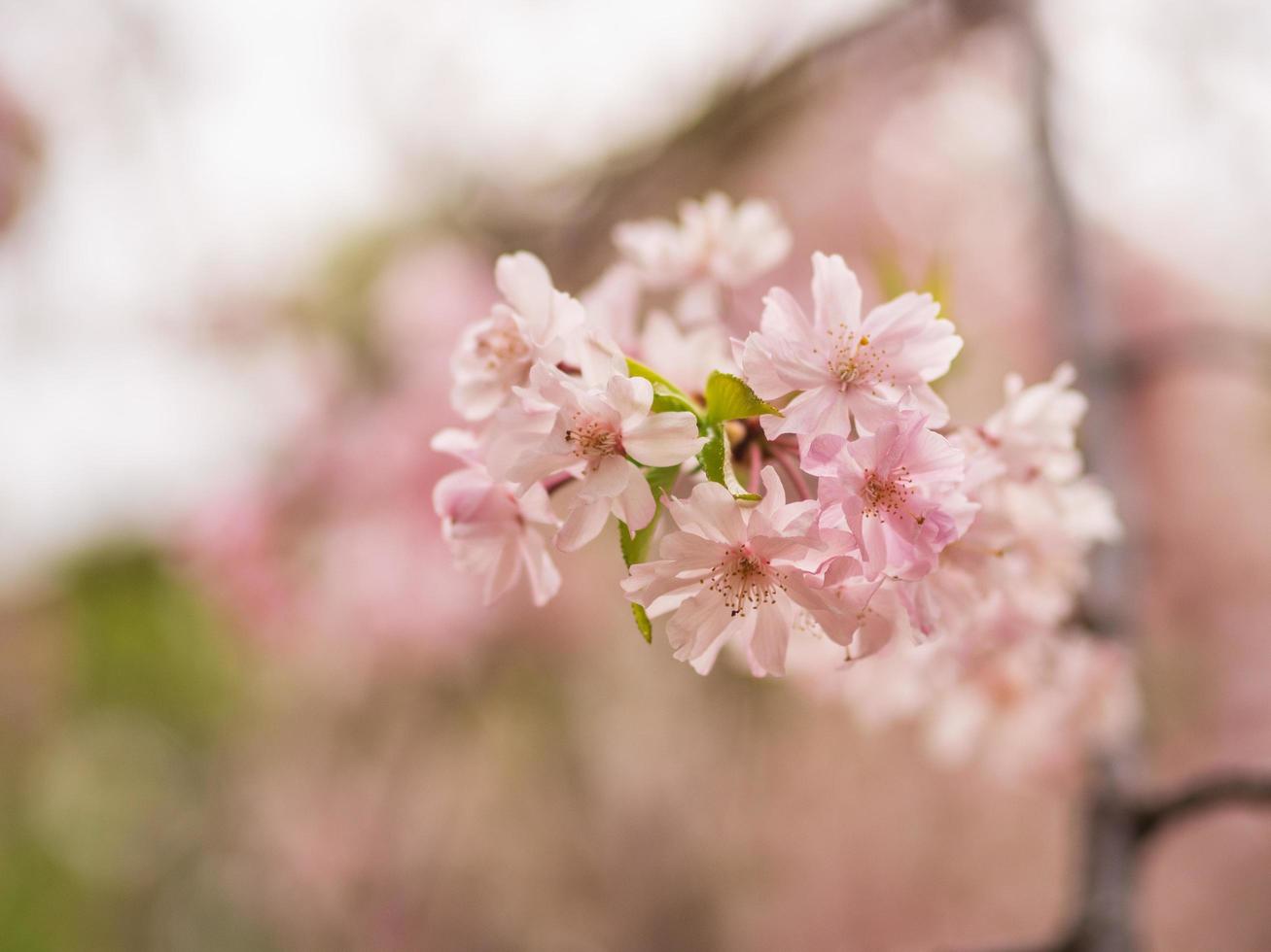 Beautiful pink cherry blossoms photo