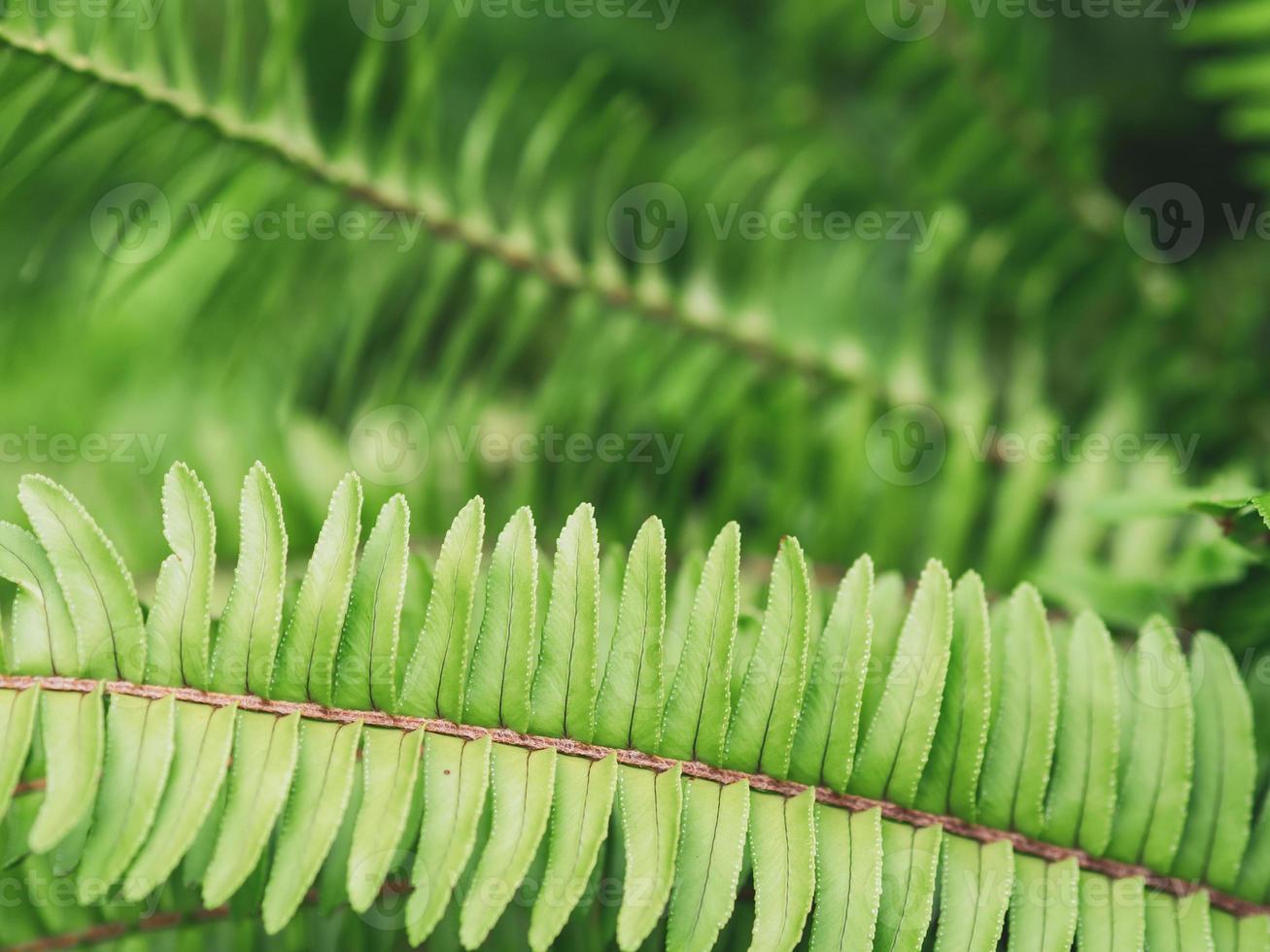 las plantas de helecho espada en el bosque. foto