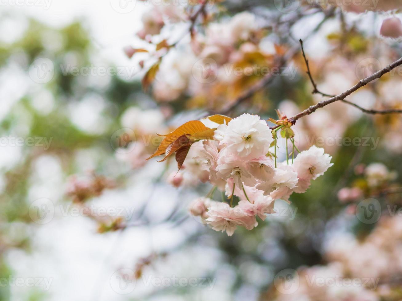 Cluster of pale pink blossom blooming. photo