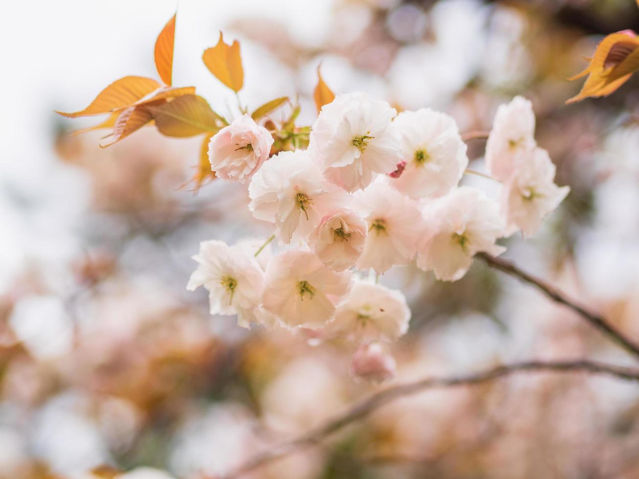 Cluster of pale pink blossom blooming. photo