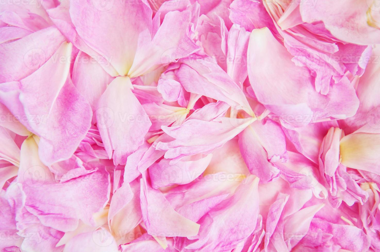pink peony flower petal photo