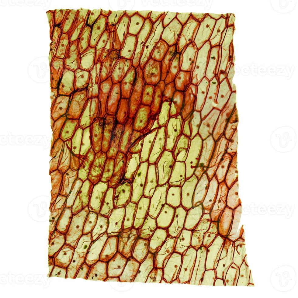 Onion epidermus micrograph photo