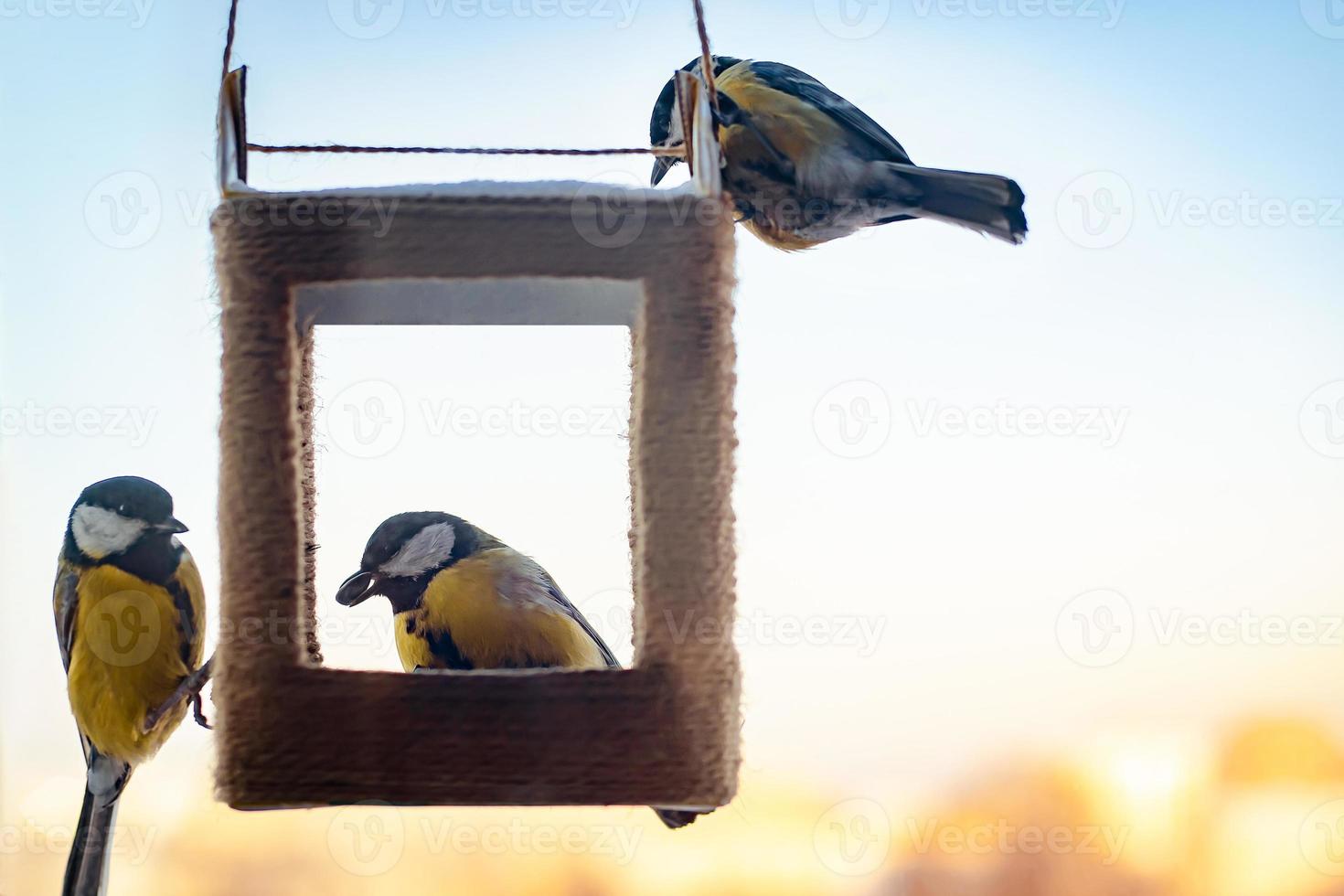 Tits eat sunflower seeds from handmade feeder. photo