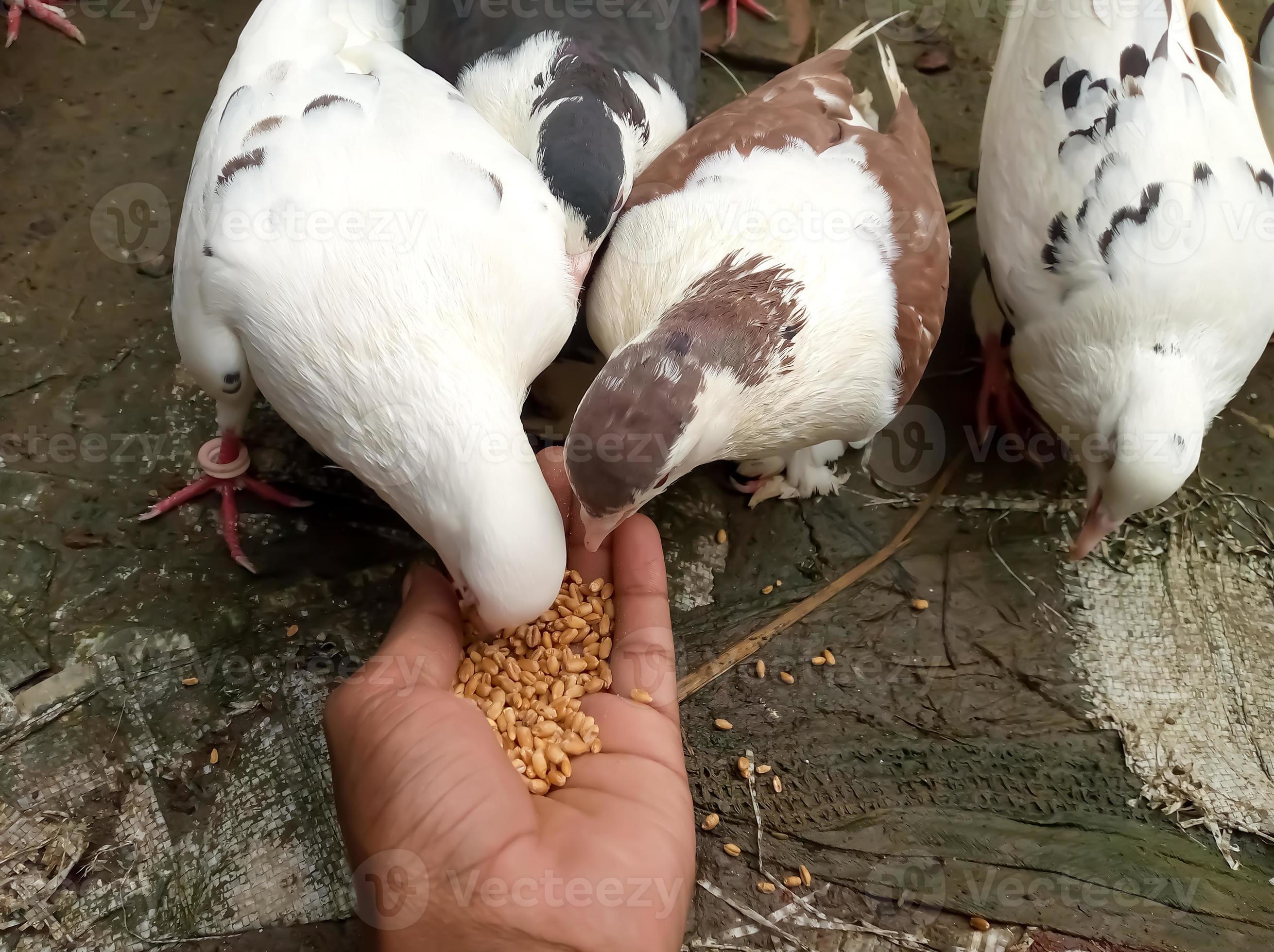 Chicken thoughts - Featuring Thantawan Nadia Gibson's albino ringneck dove  Miss Poofie! | Facebook