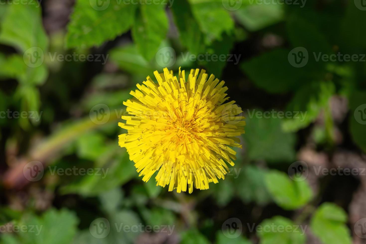 diente de león amarillo primaveral en el prado foto