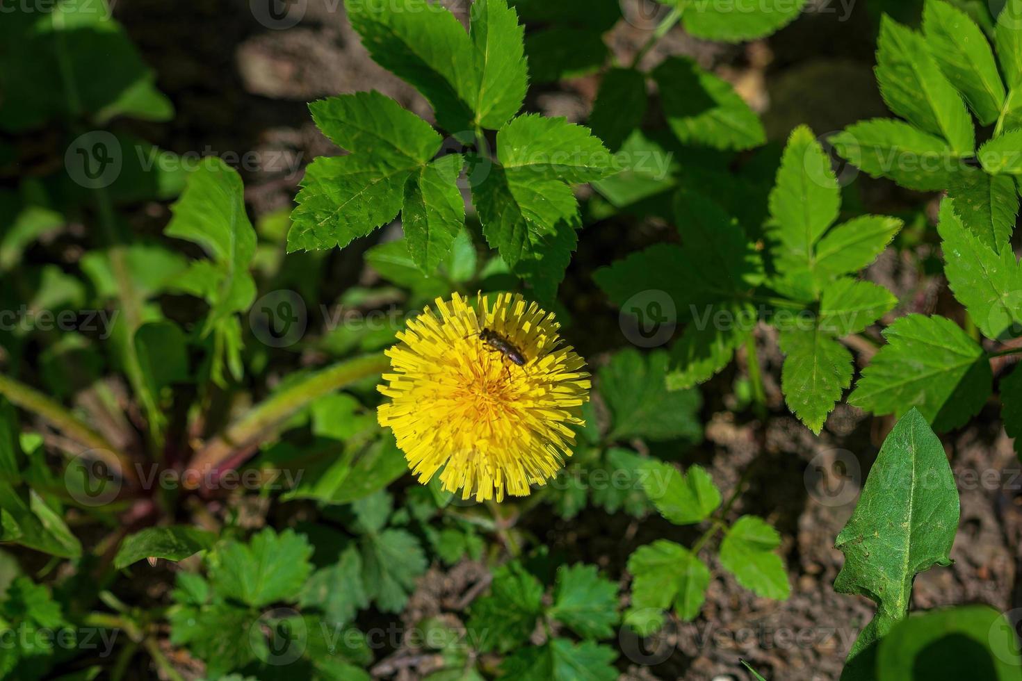 spring yellow dandelion in a meadow with an insect photo
