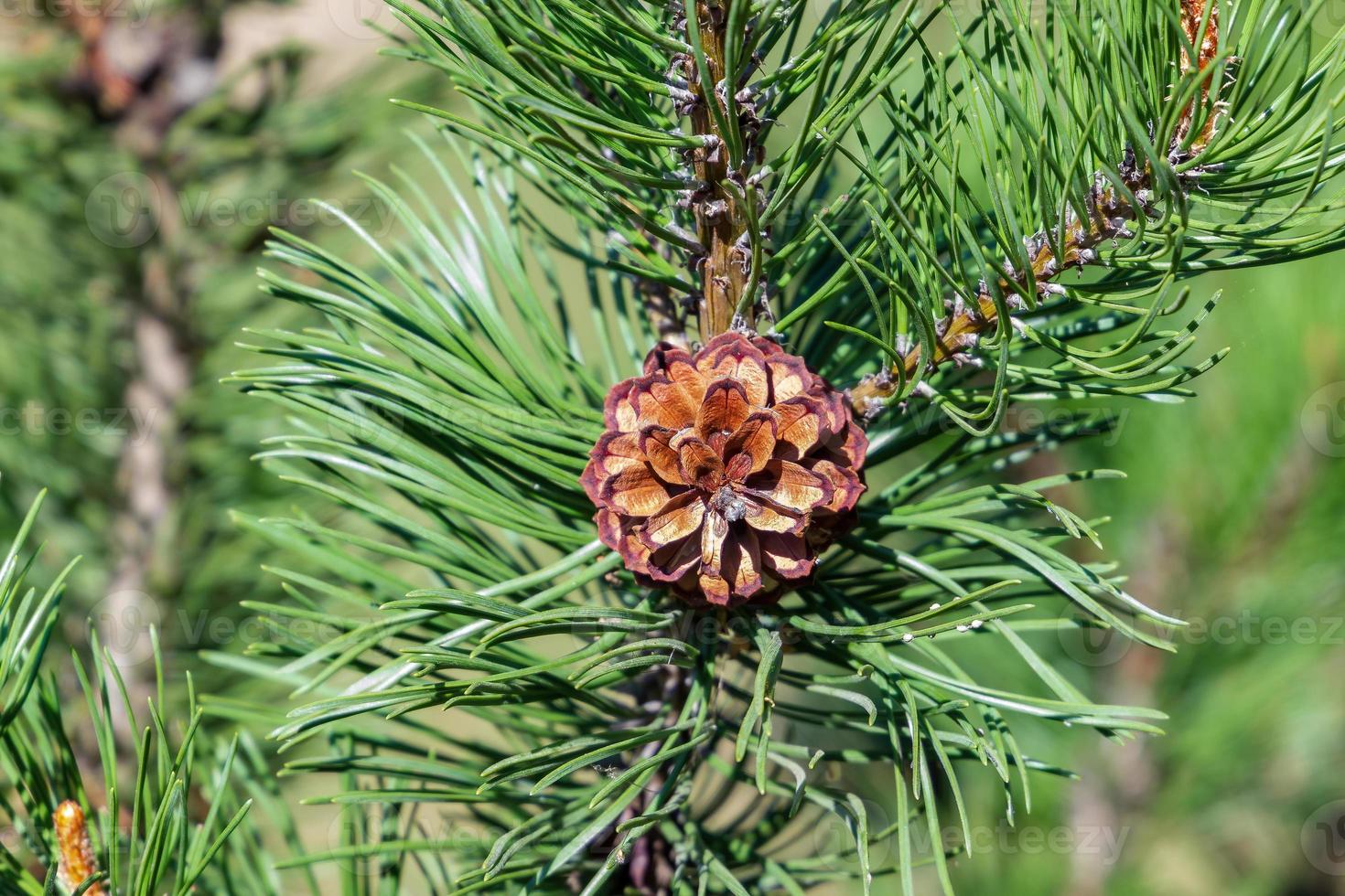 pine cone on a branch photo