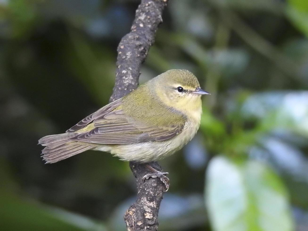 Tennessee Warbler 4 photo