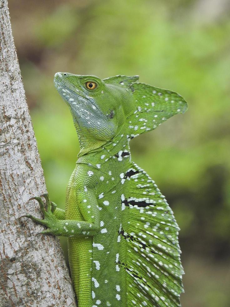 reptil basilisco esmeralda foto