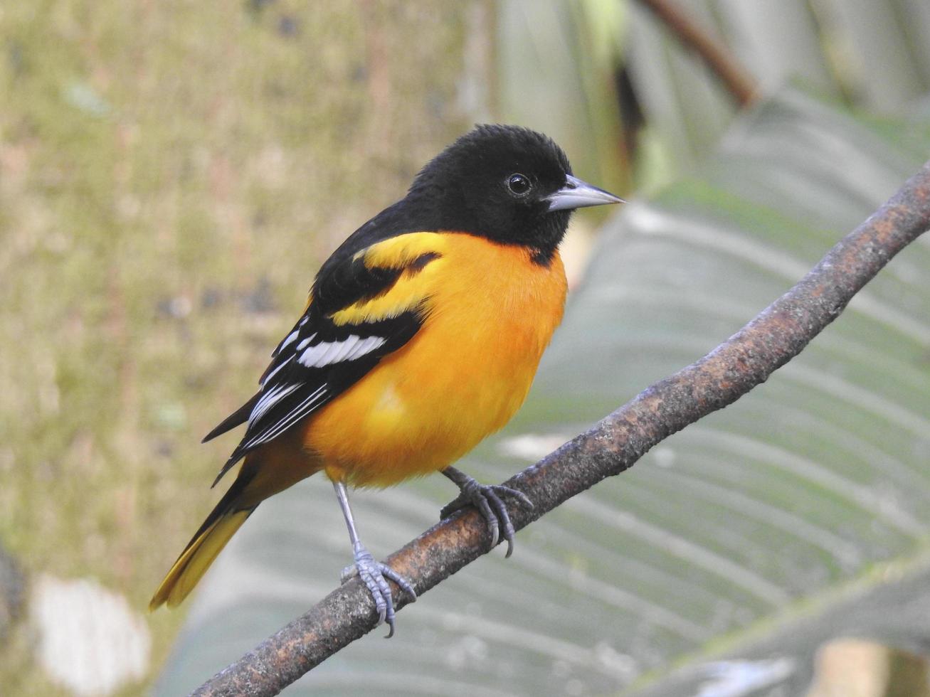 Male Baltimore Oriole 1 photo