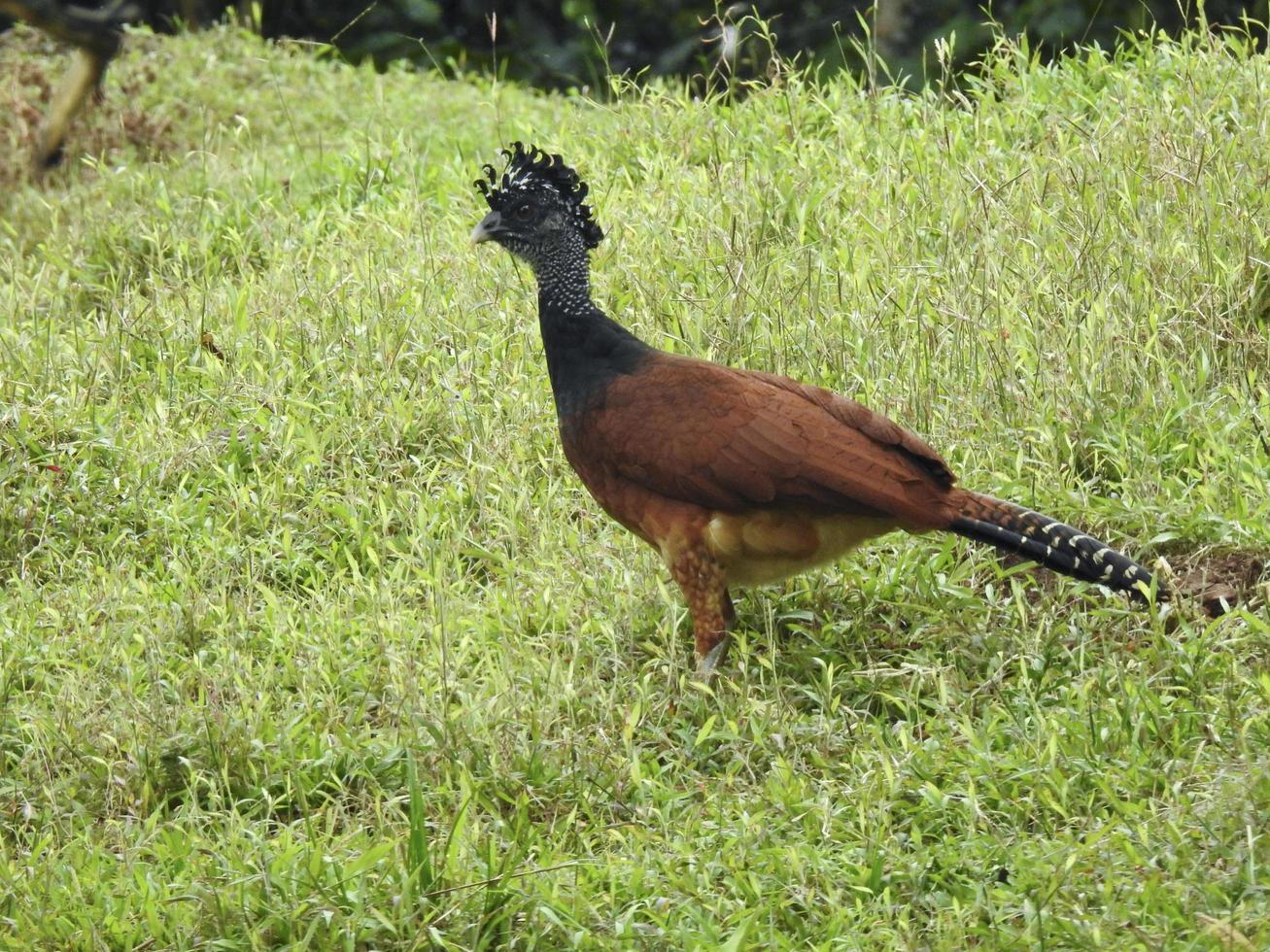 Great Curassow Female 19 photo