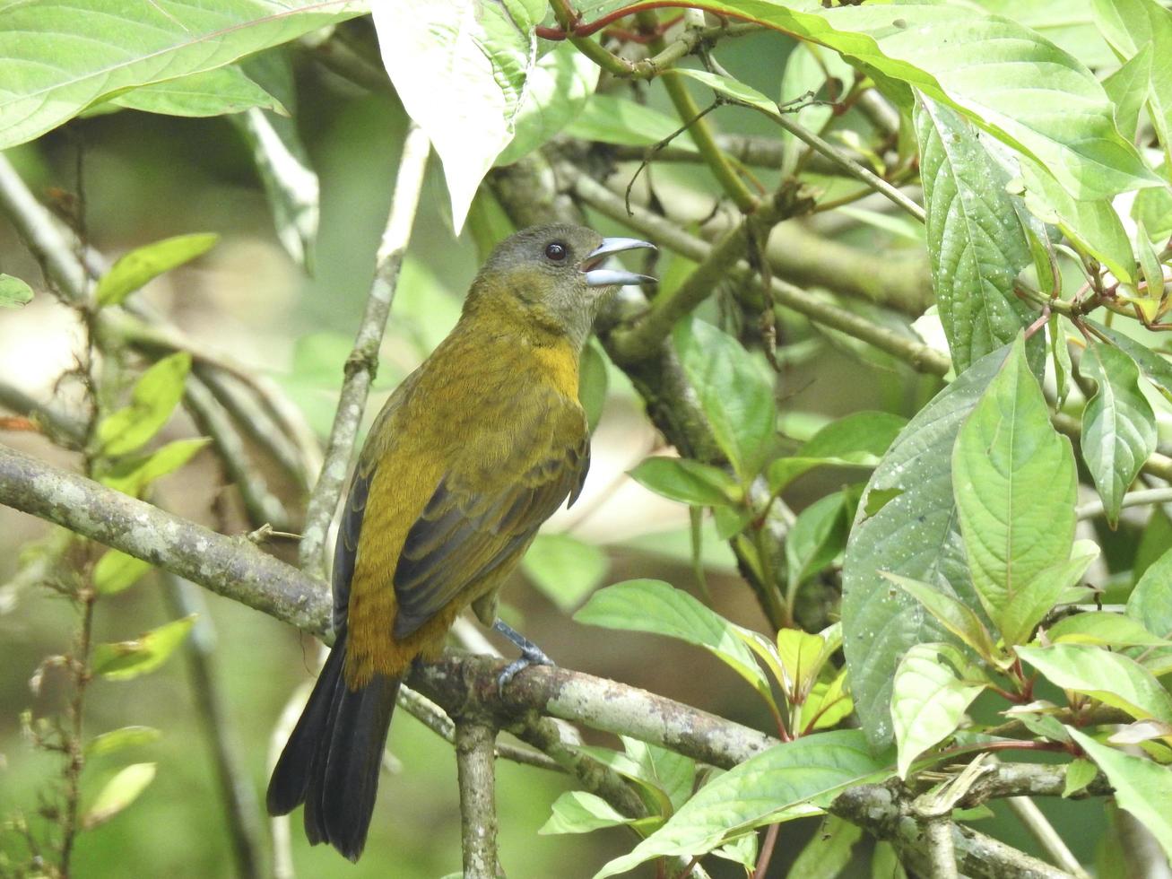 Tangara rabadilla escarlata hembra 5 foto