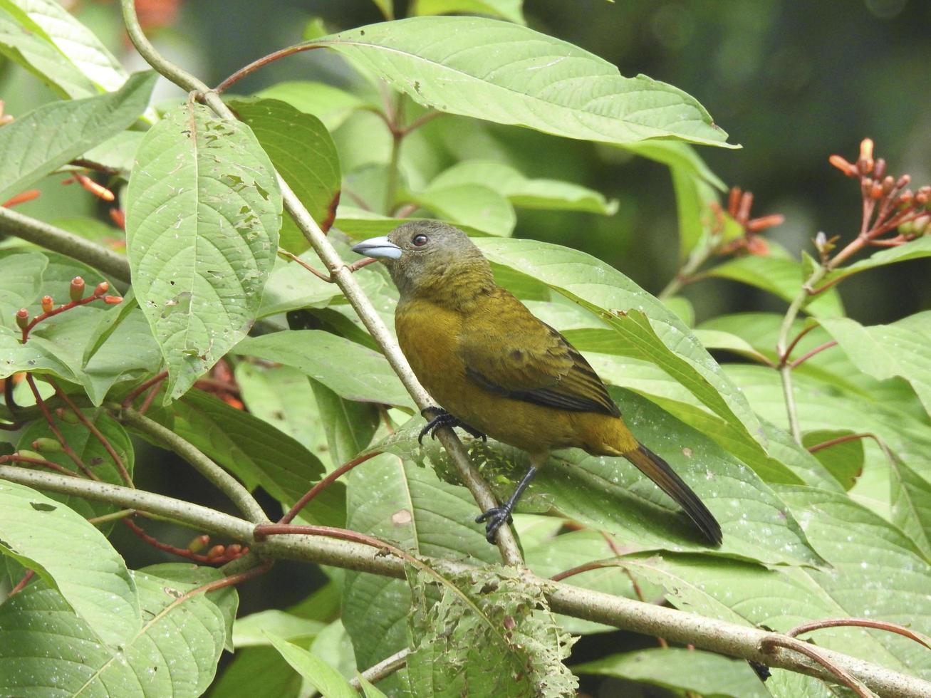 tangara de rabadilla escarlata hembra 2 foto