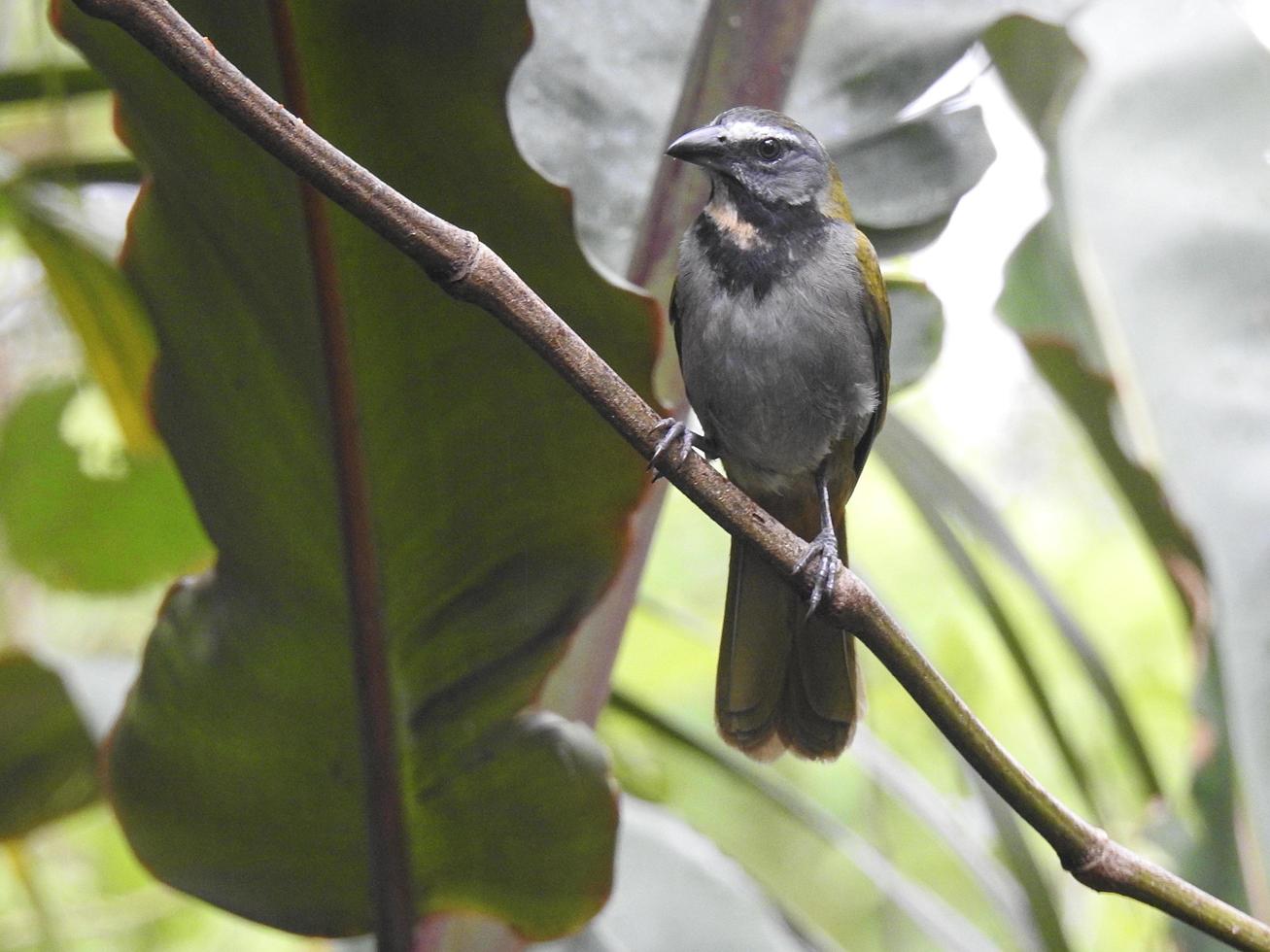 Buff throated Saltator 1 photo