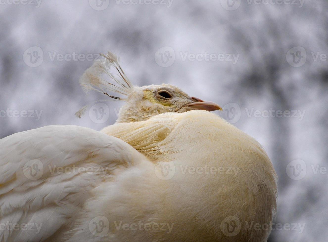 White Peacock bird animal photo