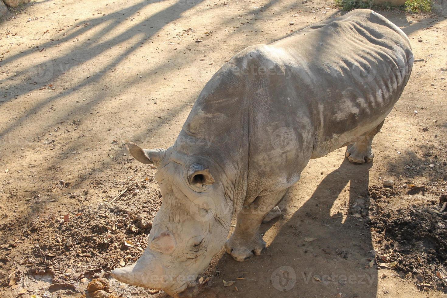 Rhinoceros mammal animal photo