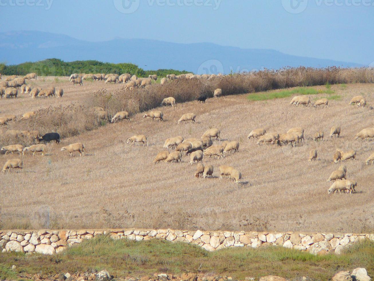 Sheeps in Sardinia photo