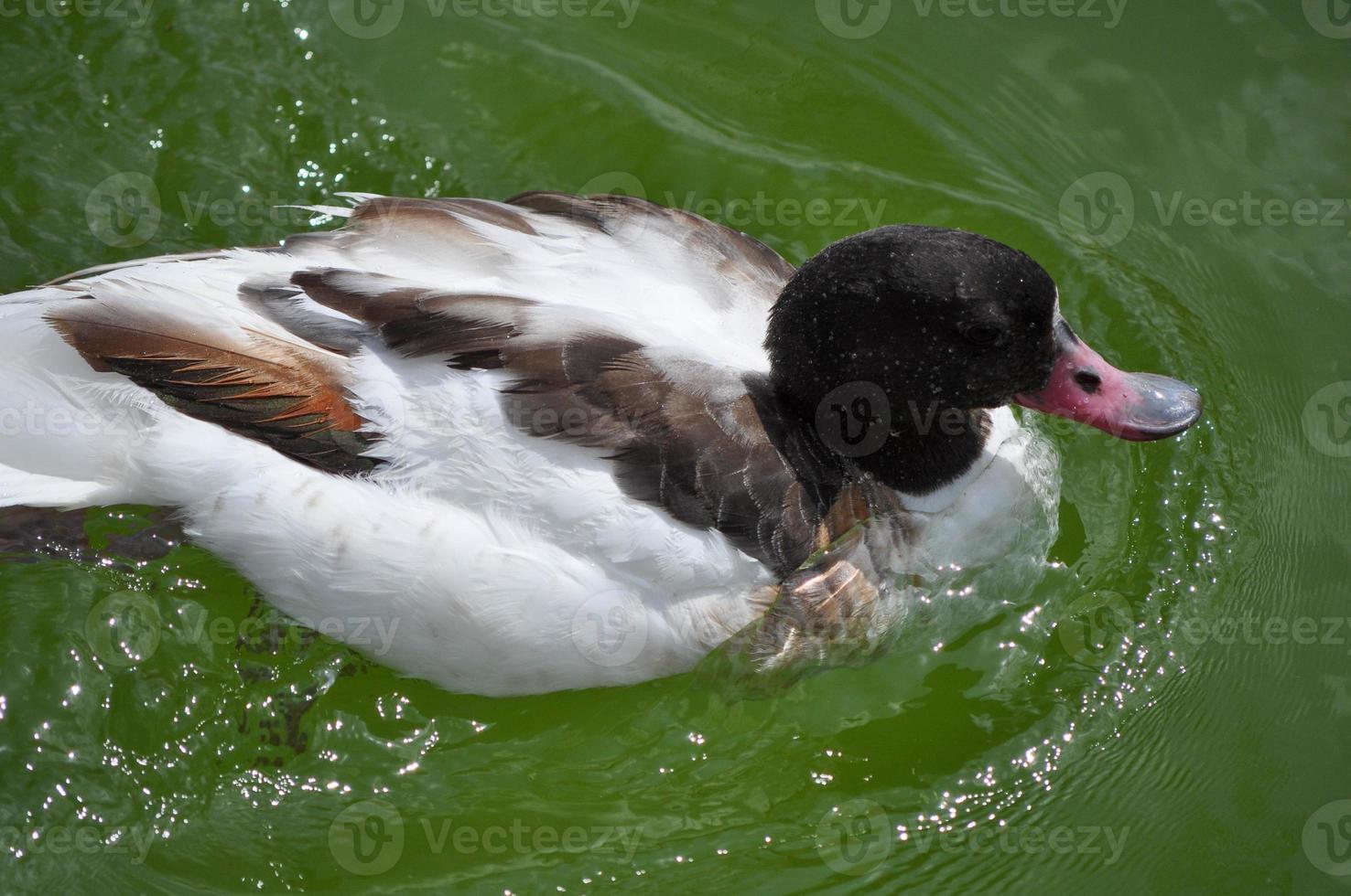 Tufted duck bird animal photo