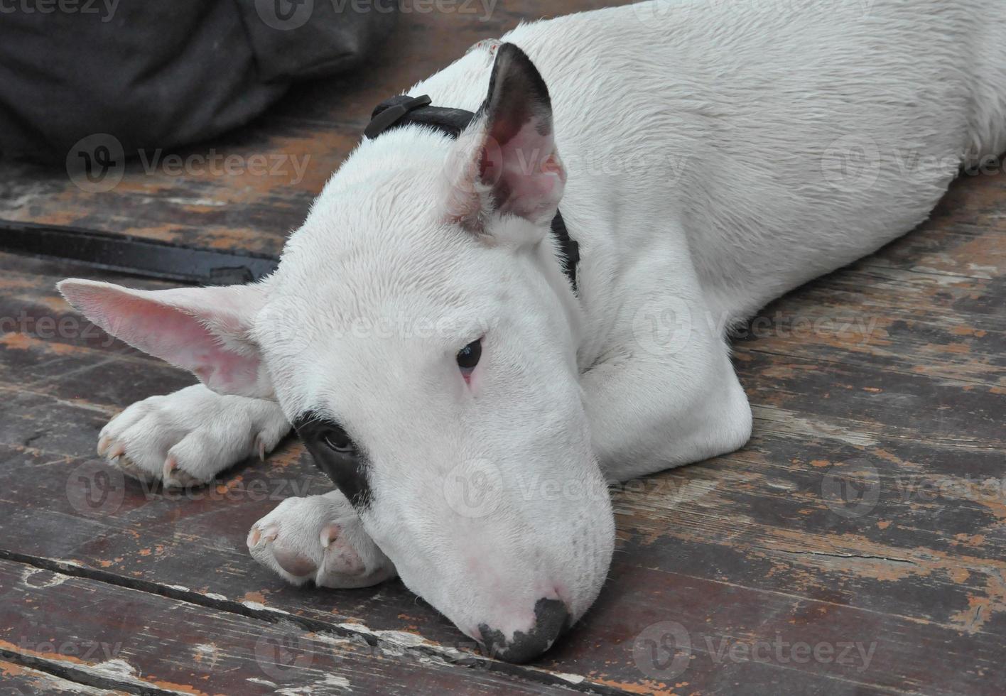 Bull Terrier dog photo