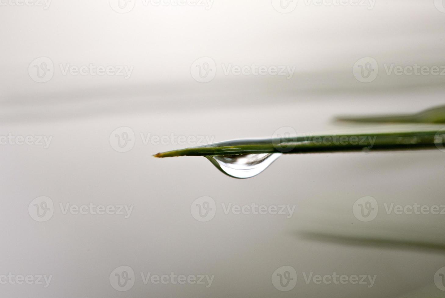 Water Drop on Plant photo