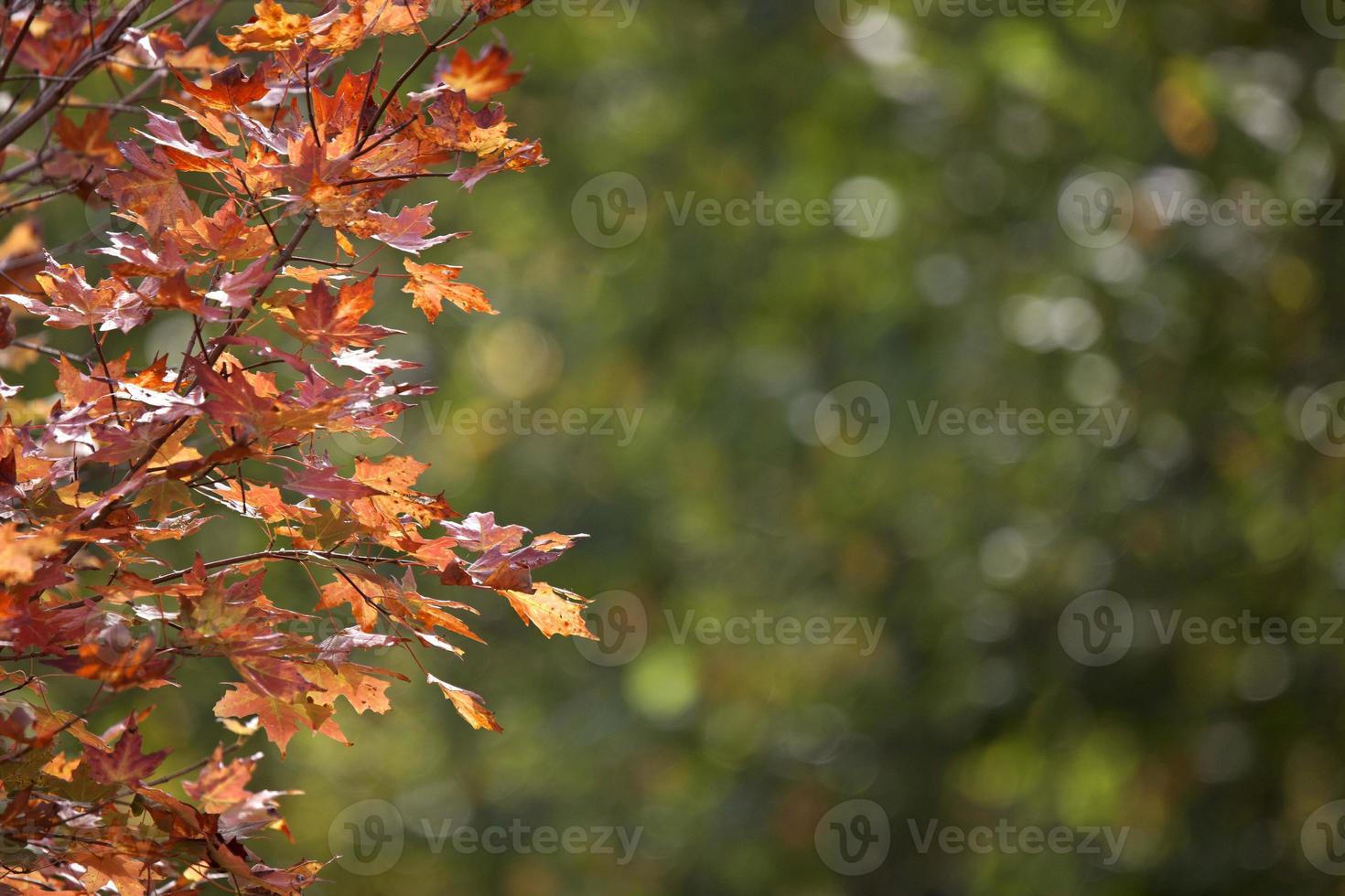Autumn Leaves Sugar Maple photo