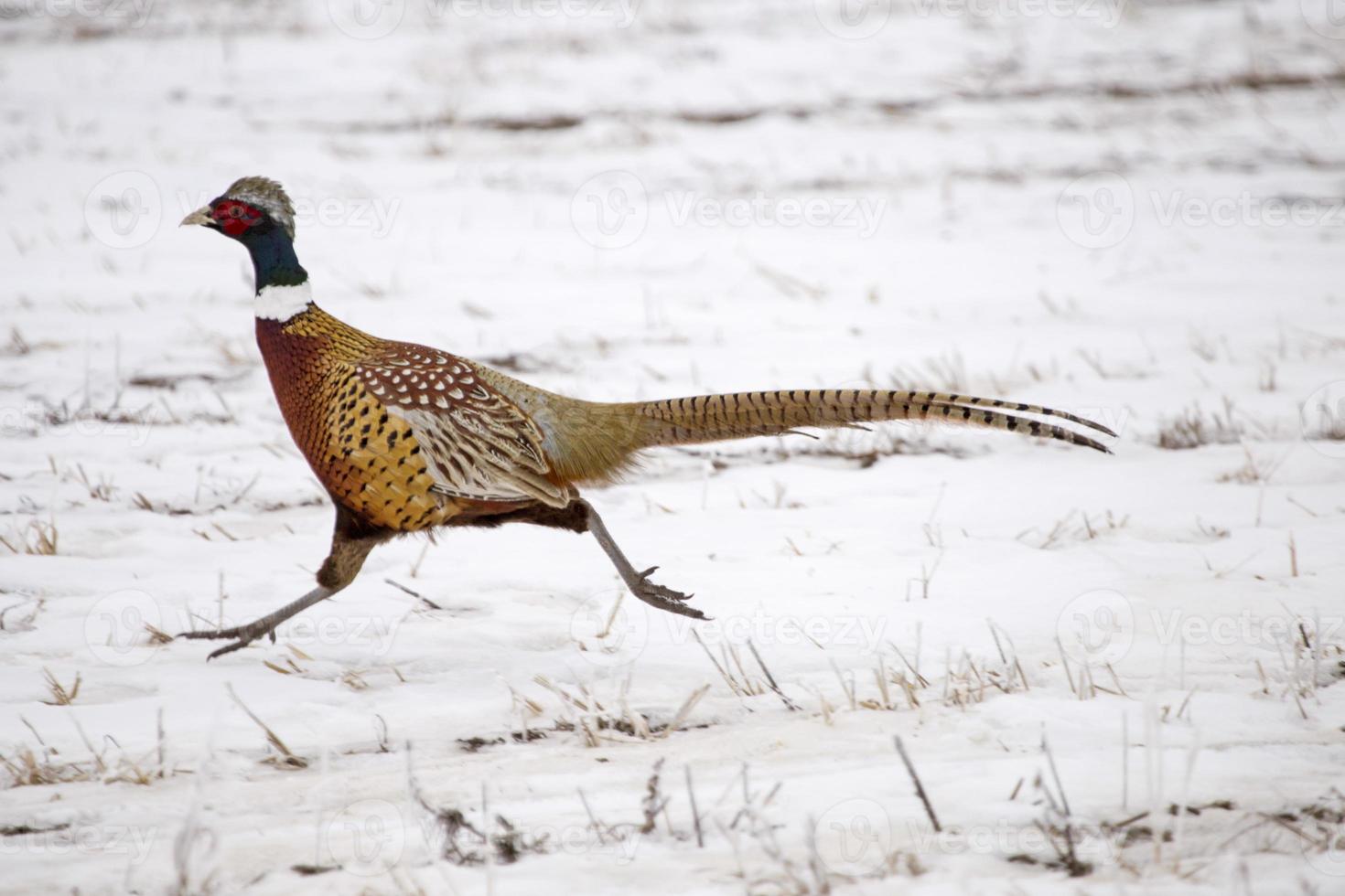 Ring Neck Pheasant photo