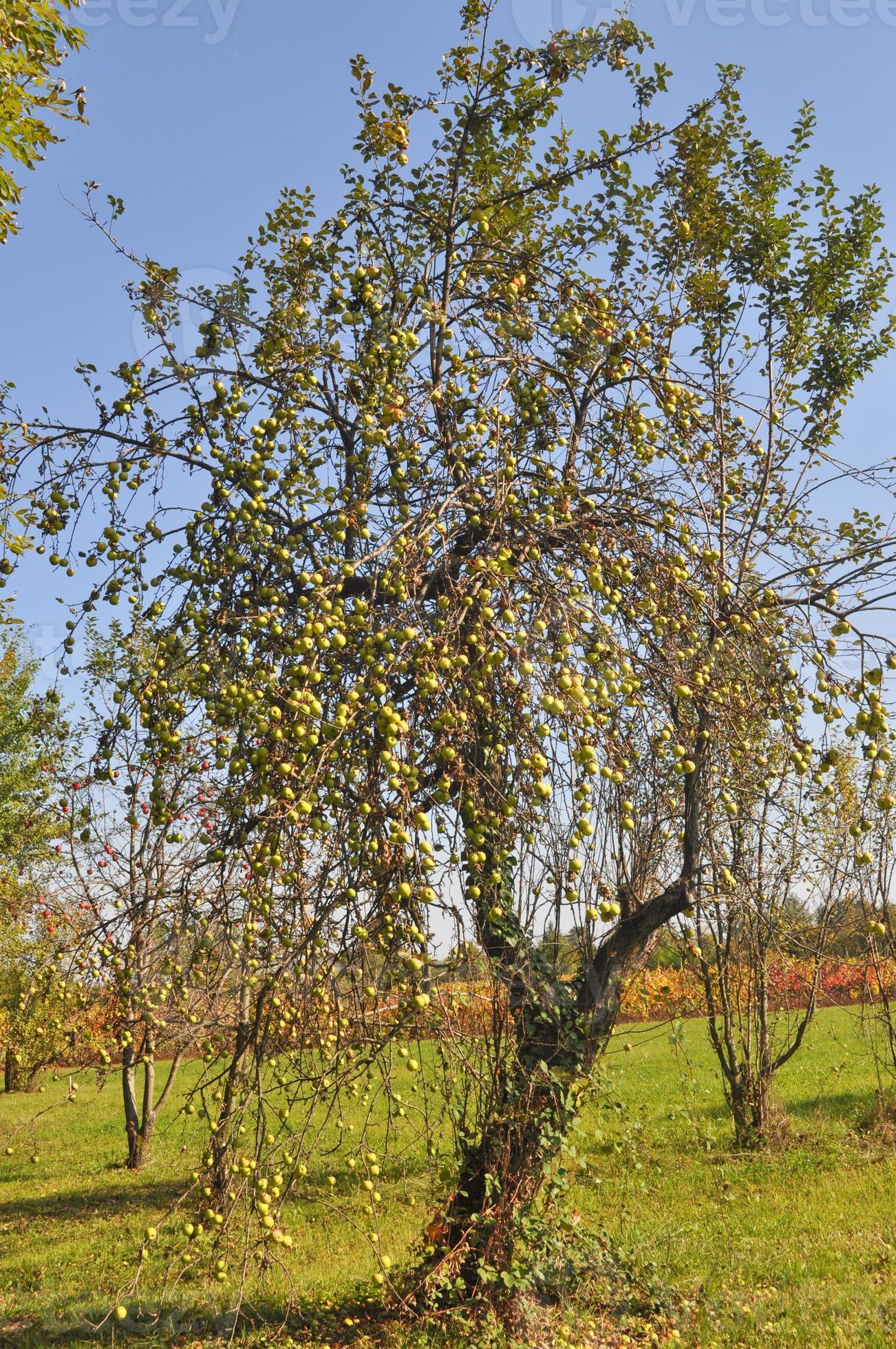 Apple tree background 5465555 Stock Photo at Vecteezy