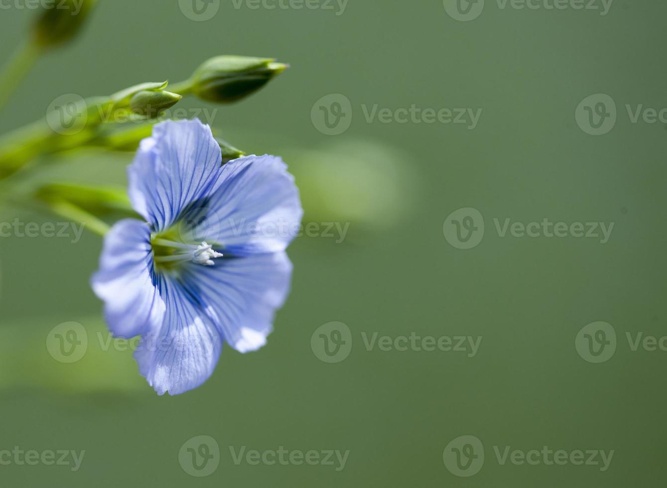 Flax Flower Canada photo