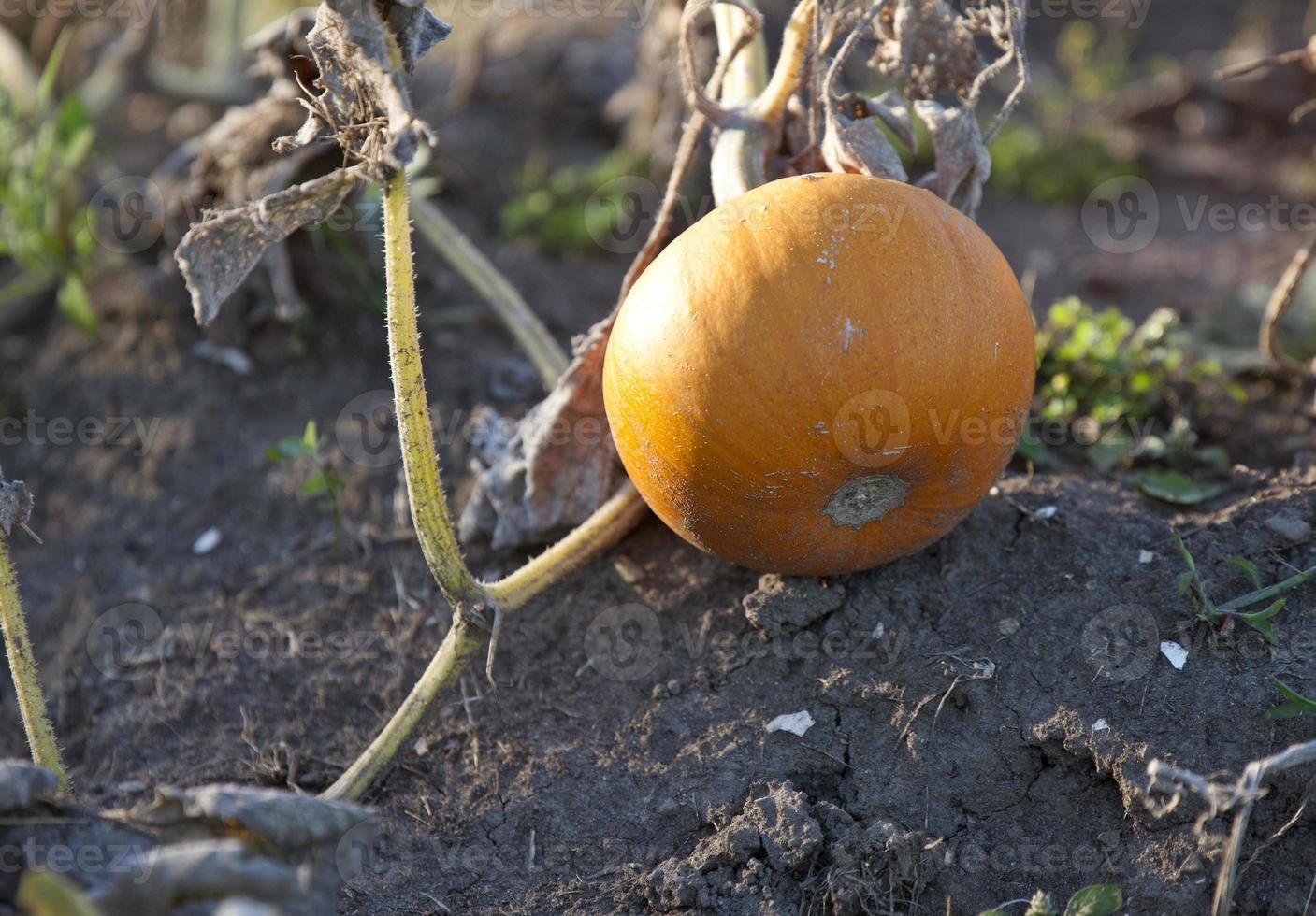 Pumpkin in Patch photo