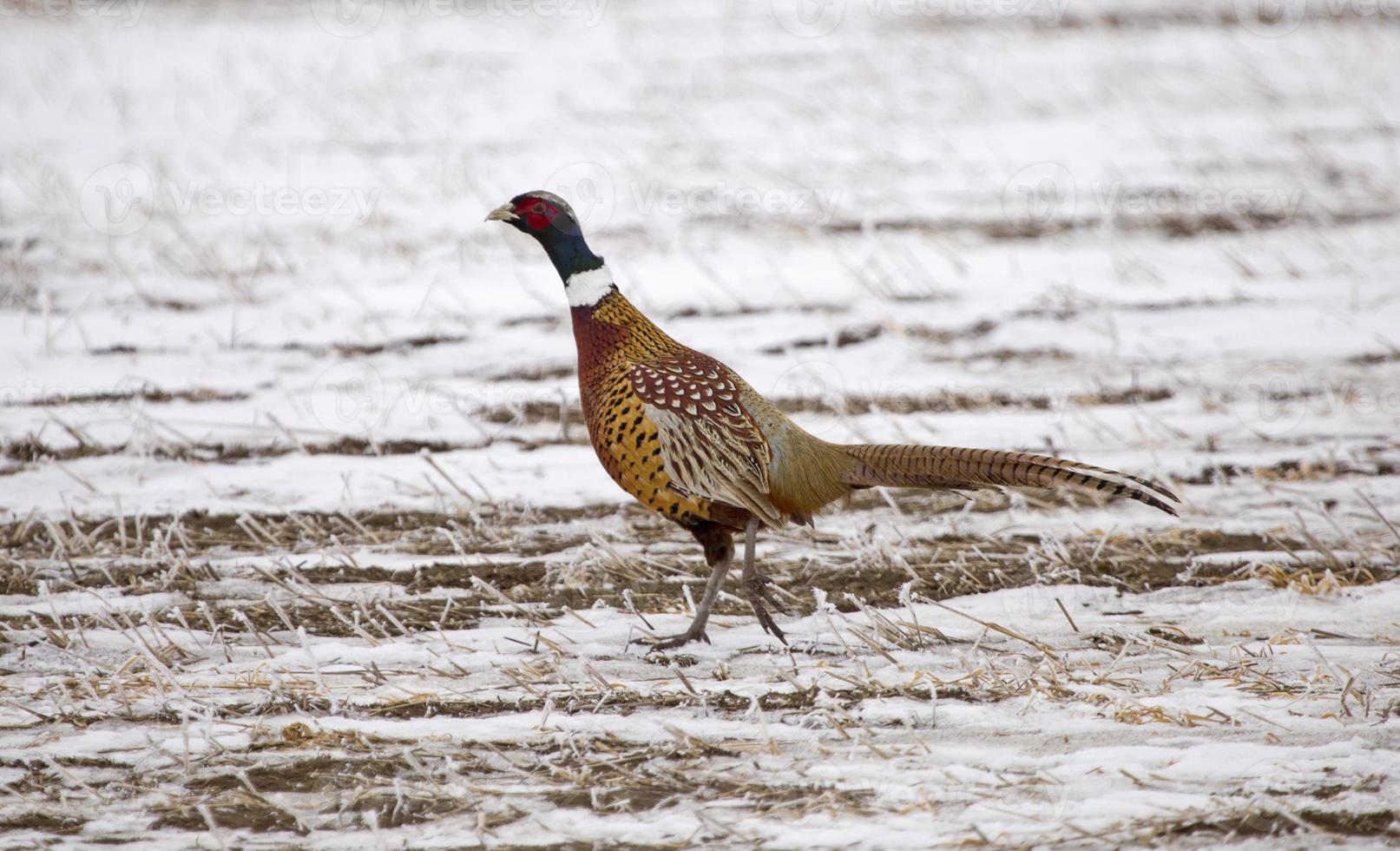 Ring Neck Pheasant photo