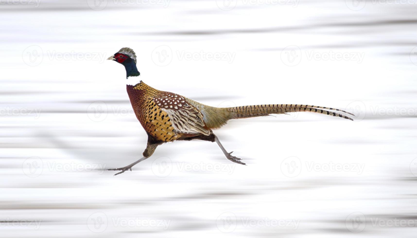 Ring Neck Pheasant photo