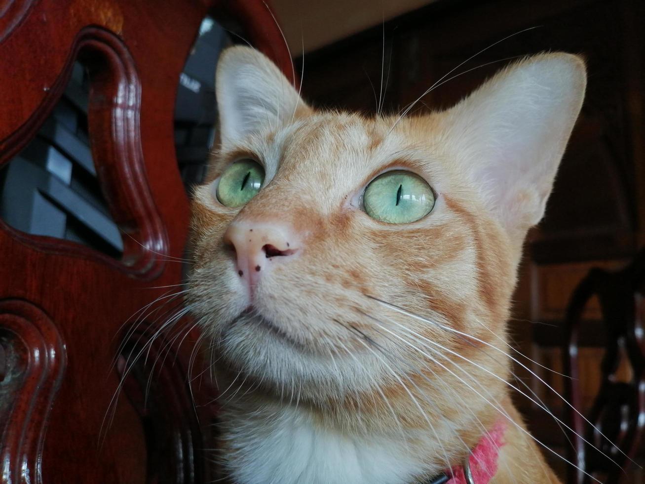 linda foto gato naranja mascota