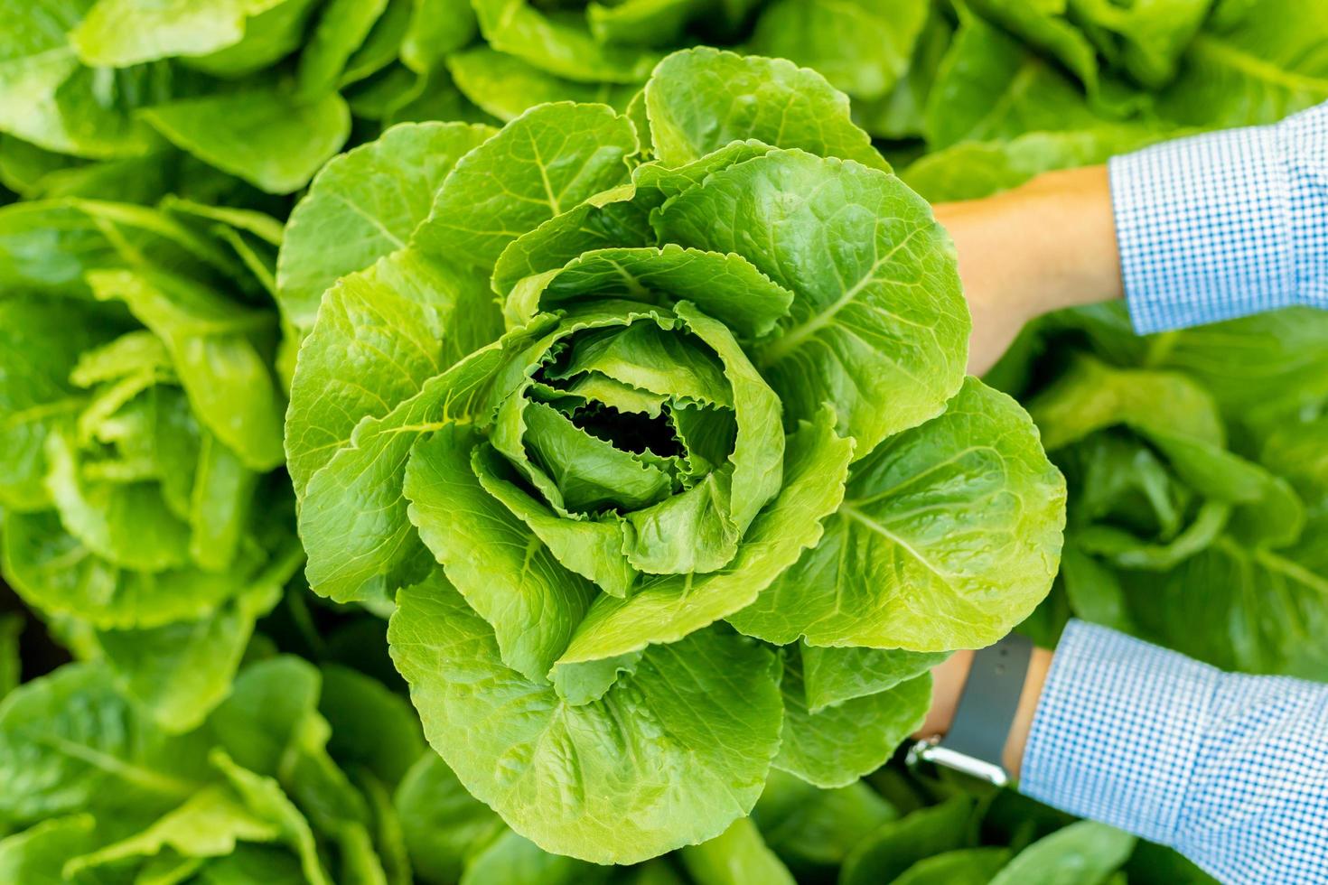 Male farmer picking Romaine vegetables in the evening photo