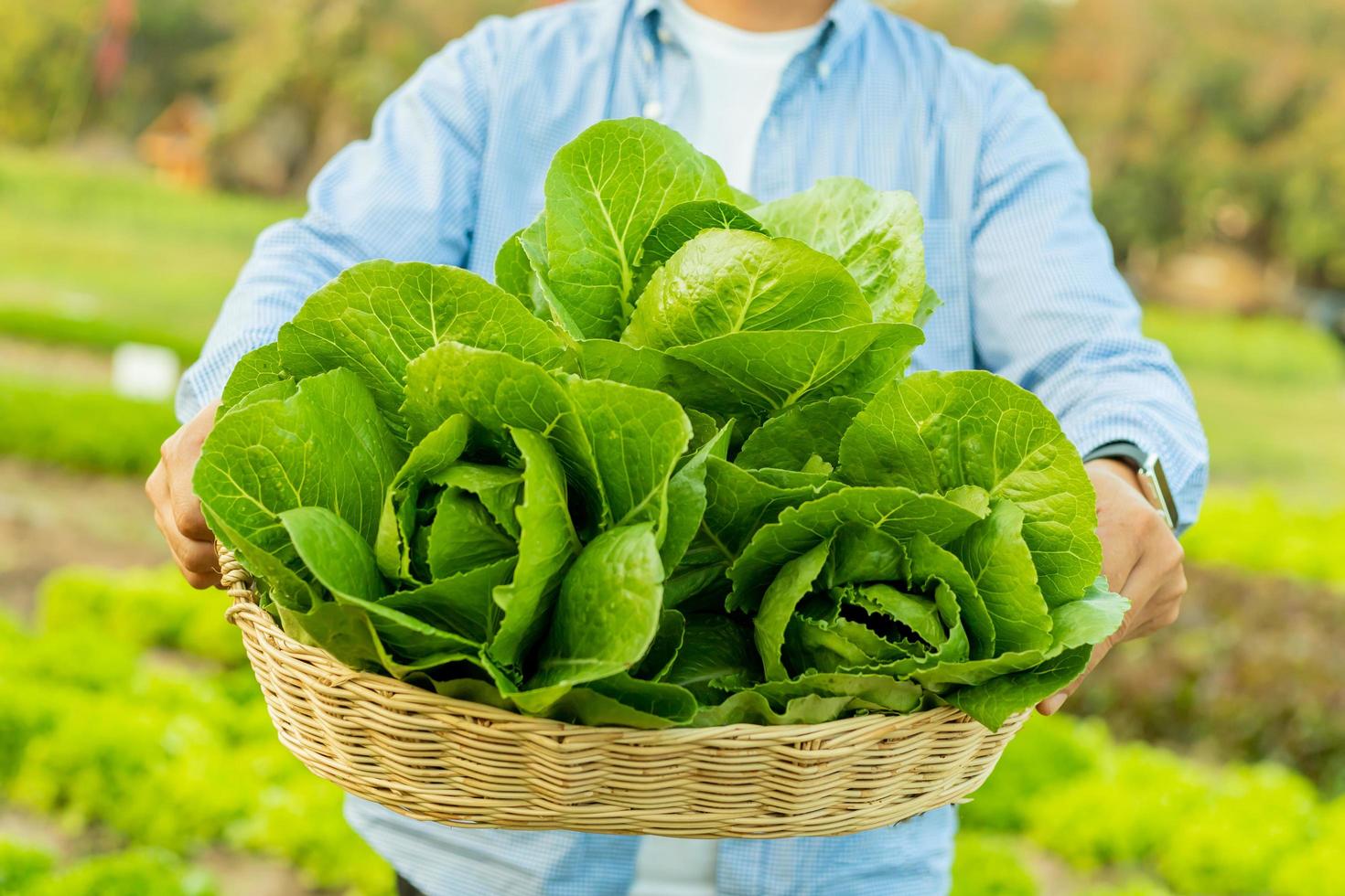 Male farmer picking Romaine vegetables in the evening photo