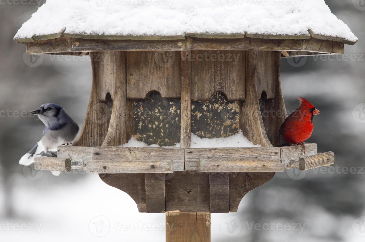Cardinal at Bird Feeder photo