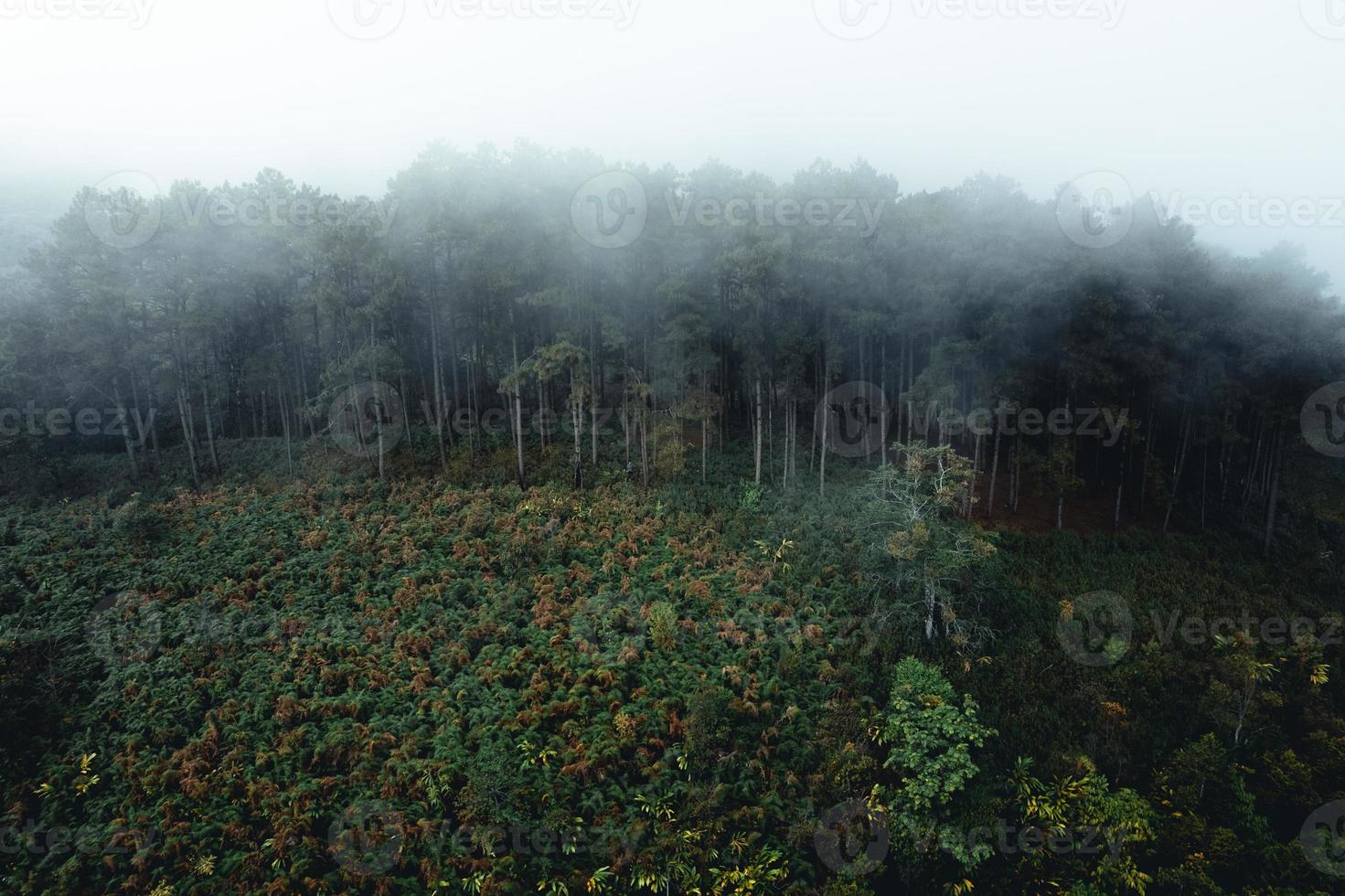 misty forest and pine trees photo