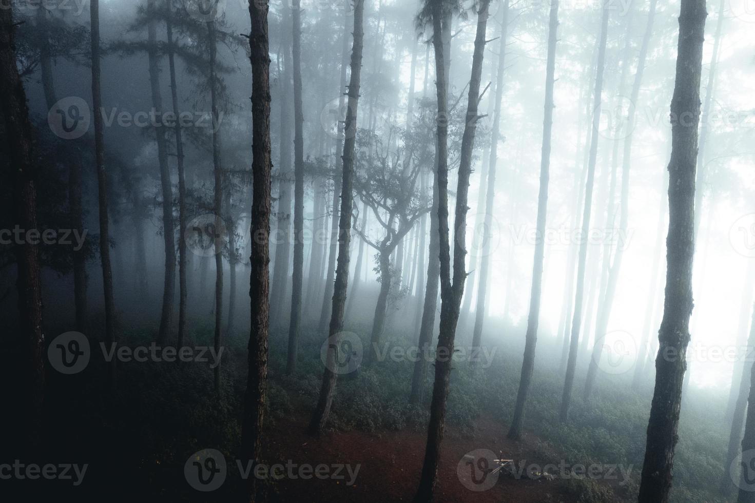 misty forest and pine trees photo