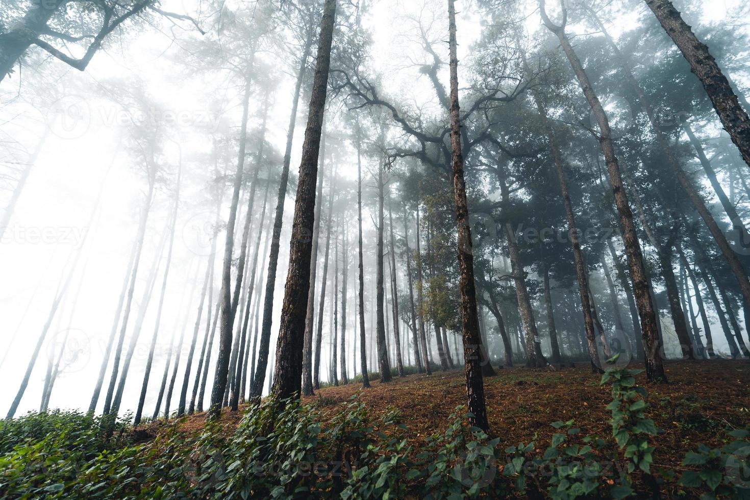 misty forest and pine trees photo