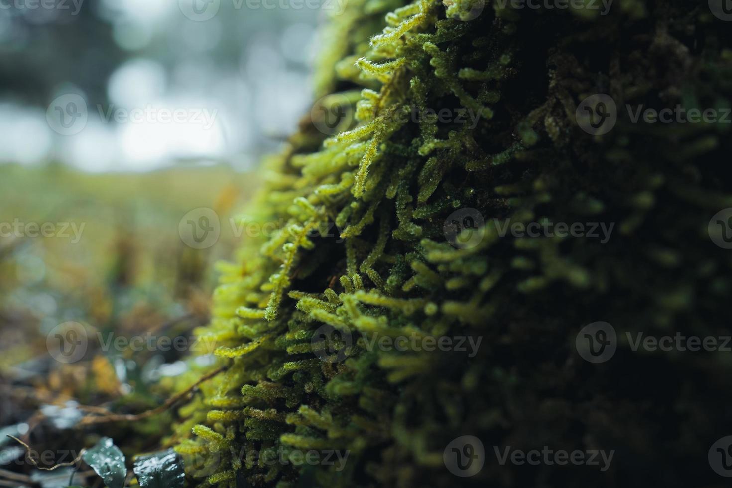 old trees and moss in the rainforest photo