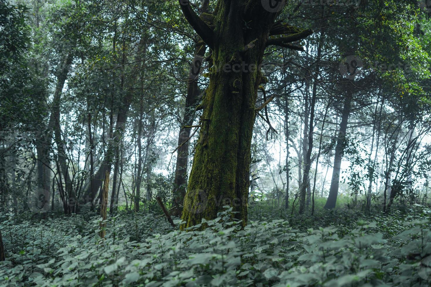 old trees and moss in the rainforest photo