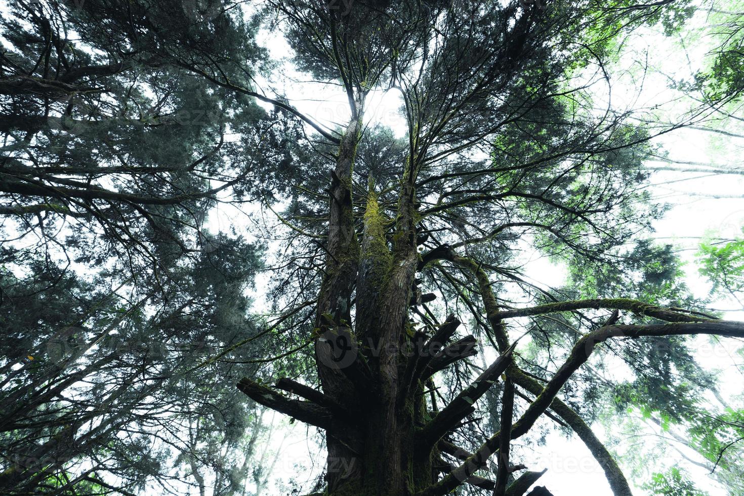 old trees and moss in the rainforest photo