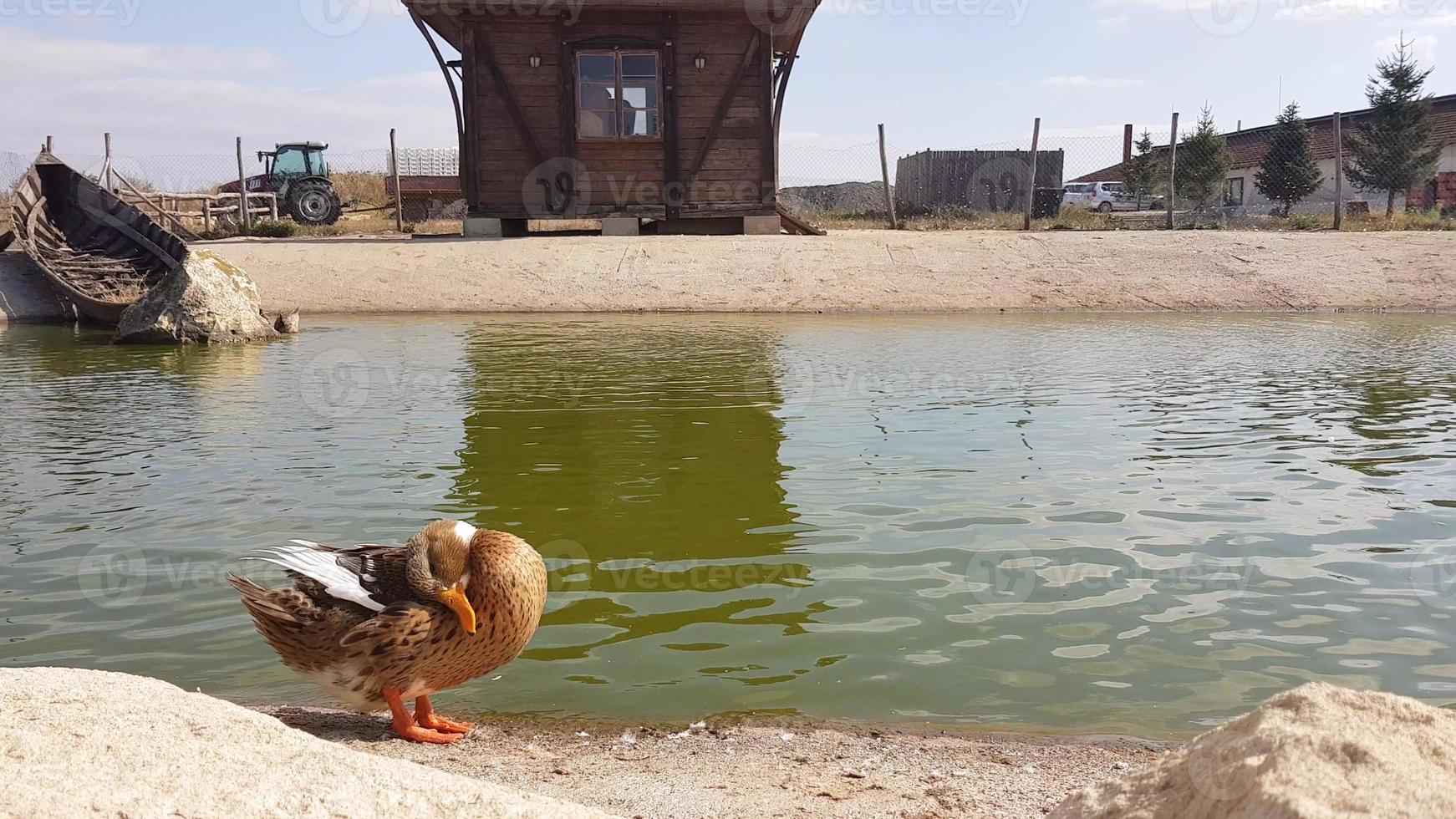 un pato marrón limpiando plumas frente a un estanque en un parque público. foto