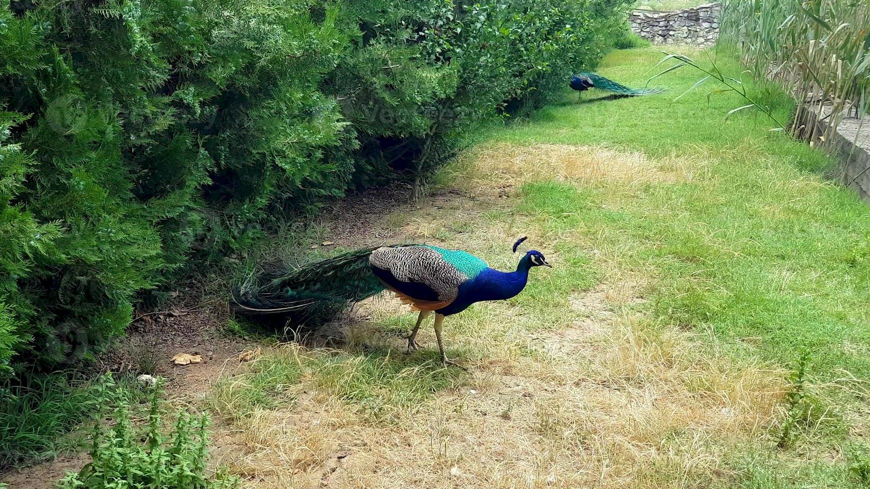 Elegant Peacocks walking around at the lawn in a park in Bulgaria. photo