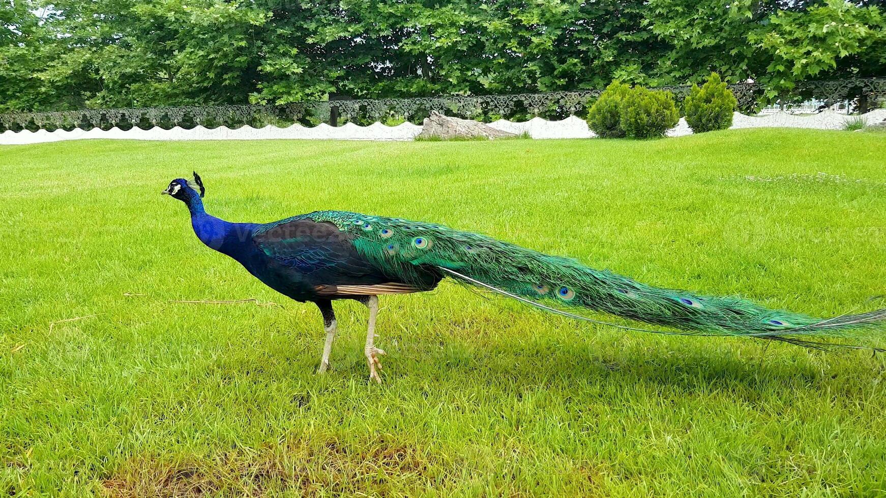 elegantes pavos reales caminando por el césped en un parque en bulgaria. foto