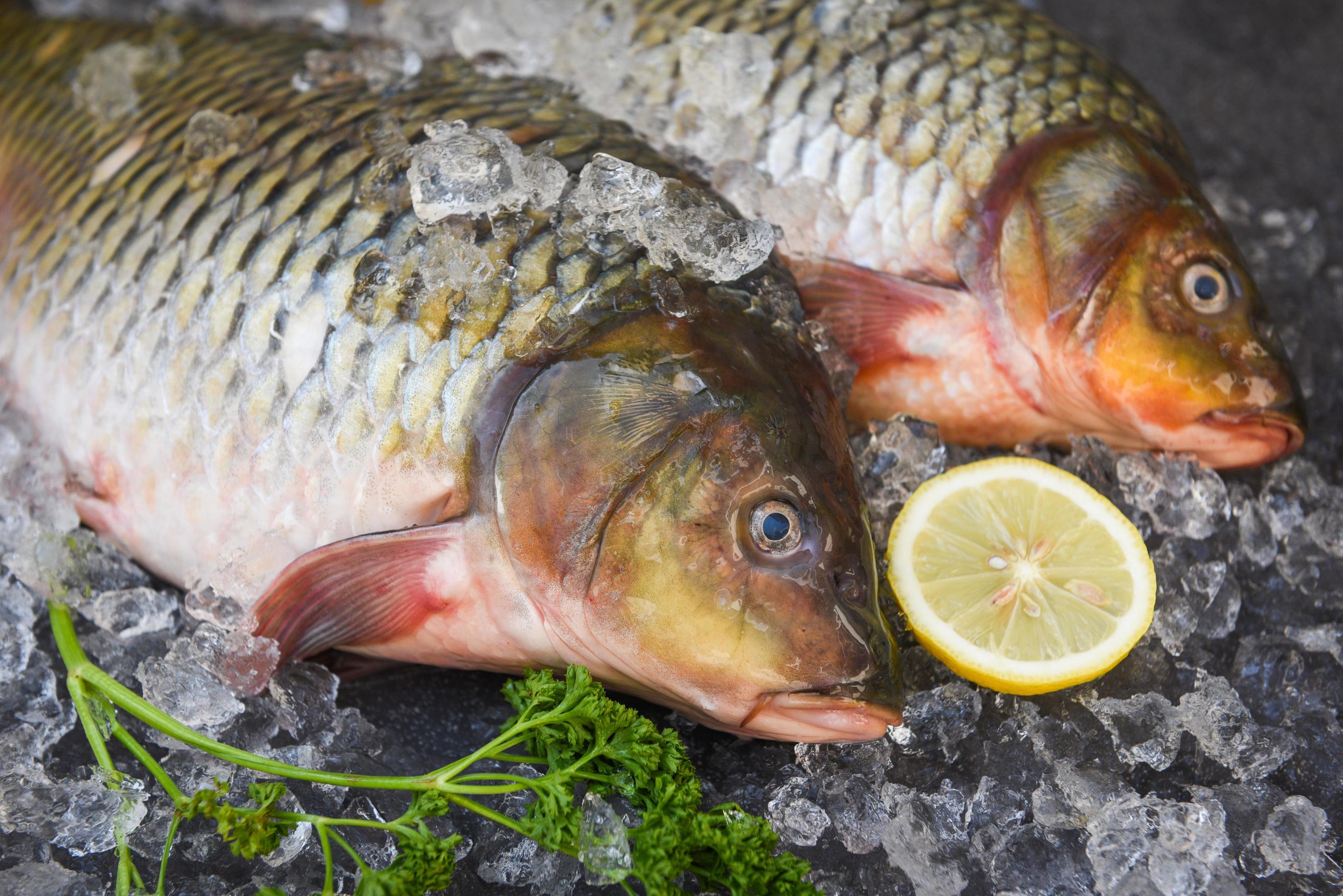 Carp fish, Fresh raw fish on ice for cooked food with parsley lemon and  dark background, common carp freshwater fish market 5471011 Stock Photo at  Vecteezy