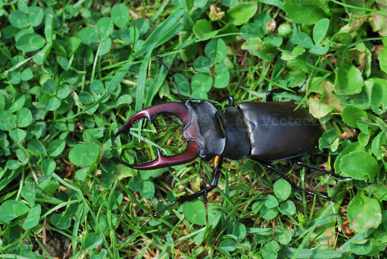 large stag beetle in the green grass photo