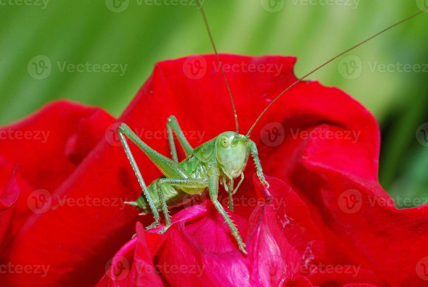 grasshopper looks into the camera photo
