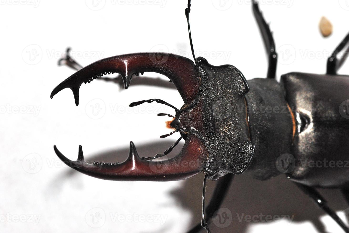 large stag beetle photo